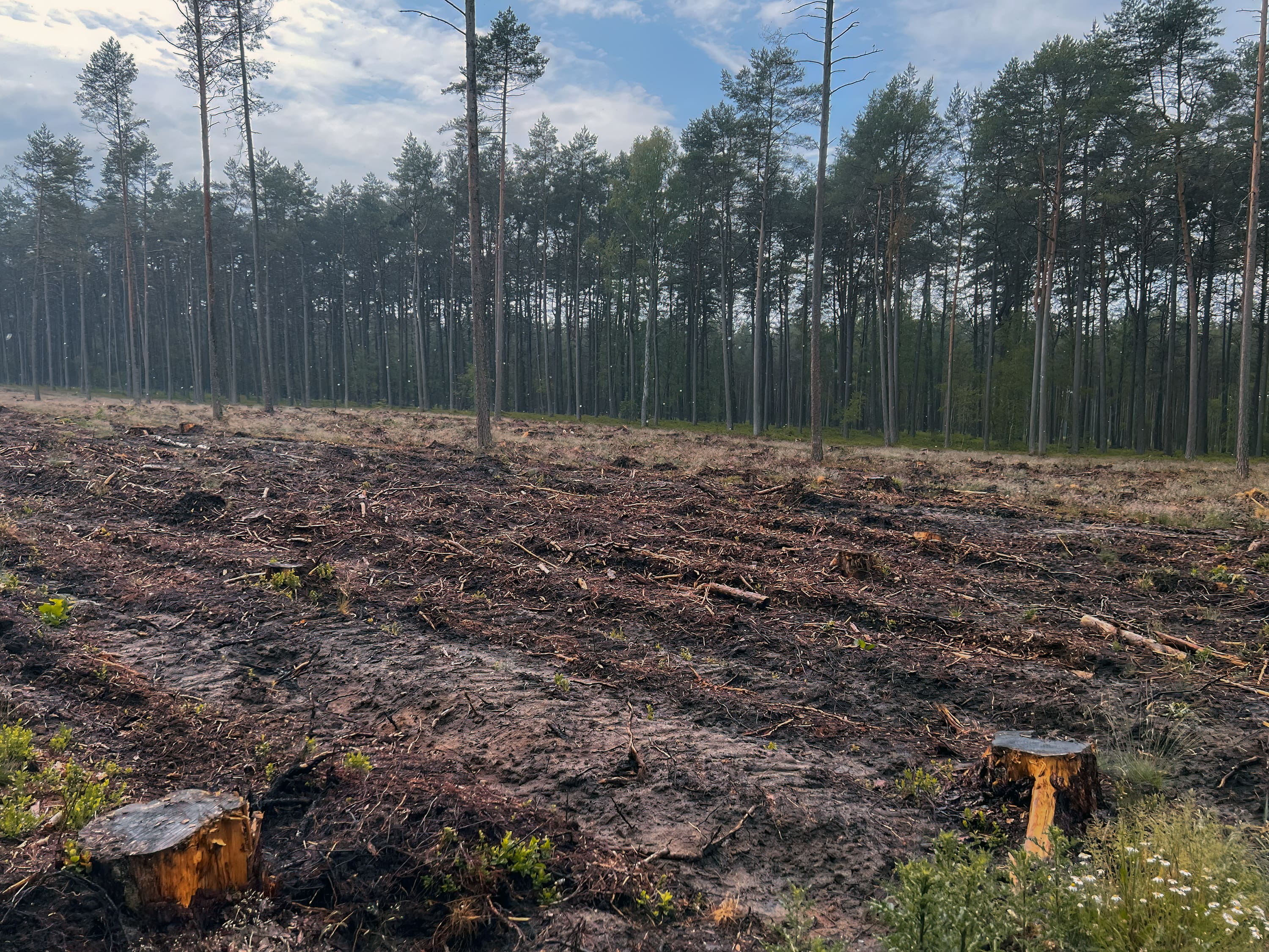 Nariadenie o odlesňovaní (EUDR) – aké nové povinosti vznikajú?